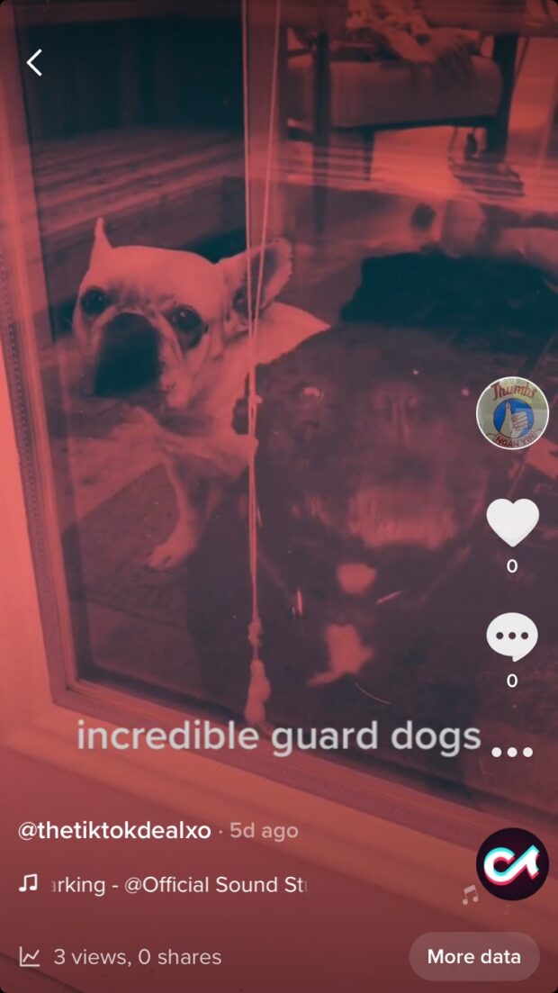 Video de TikTok de perro guardián sin hashtags