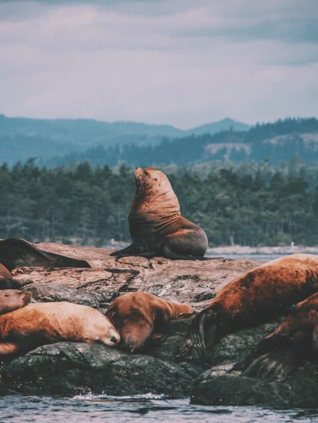 leones marinos sentados en las rocas en el océano