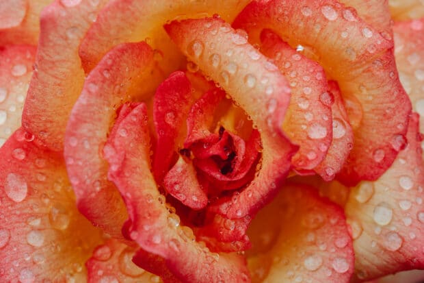 Cerrar imagen de una rosa con gotas de lluvia