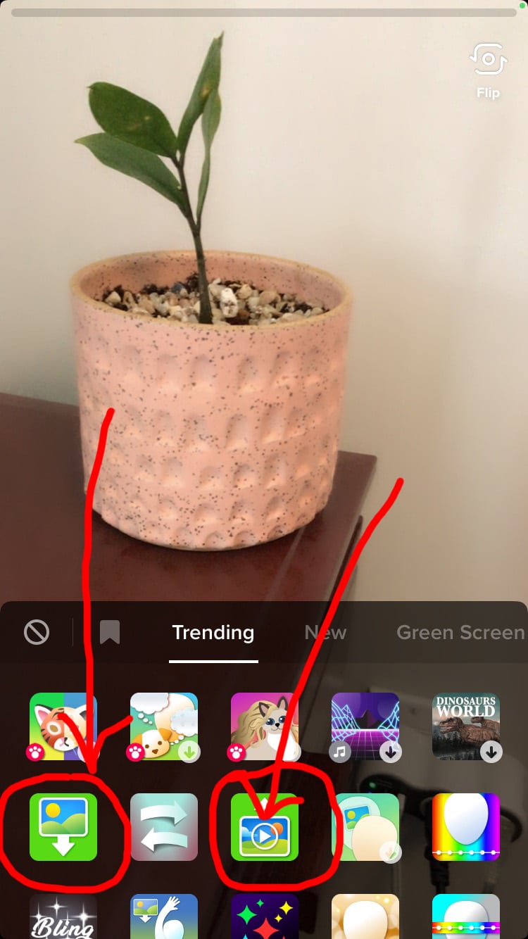 planta en maceta con efecto pantalla verde
