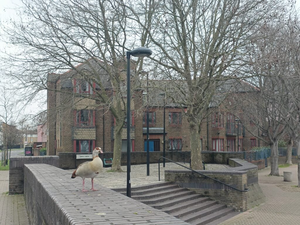 Imagen tomada por la cámara principal del OnePlus Nord CE 2 5G con zoom digital de 2x, que muestra un pato y una zona residencial