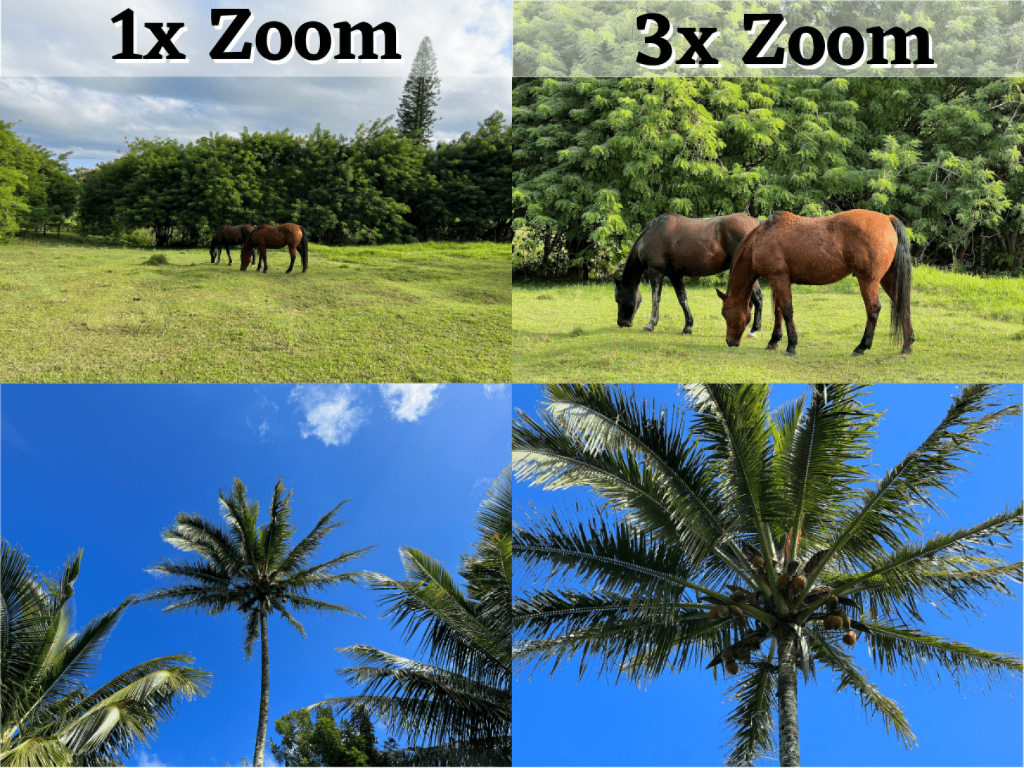 Medios de zoom 3x: aumento de la cámara digital frente al zoom óptico