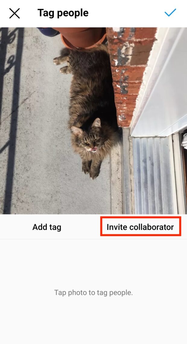 invitar colaborador a foto de gato