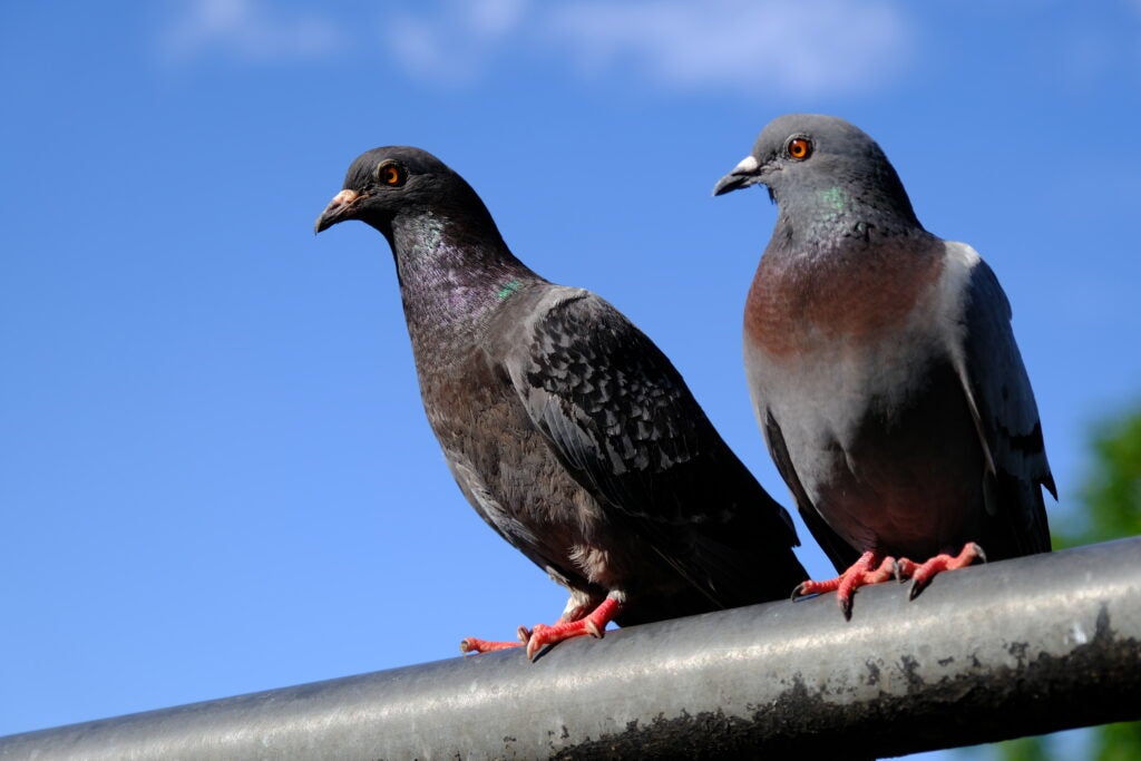Cerrar imagen de dos hermosas palomas sentadas en un poste horizontal